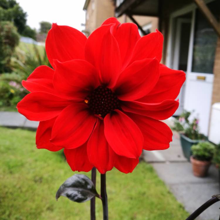 plant image 464456