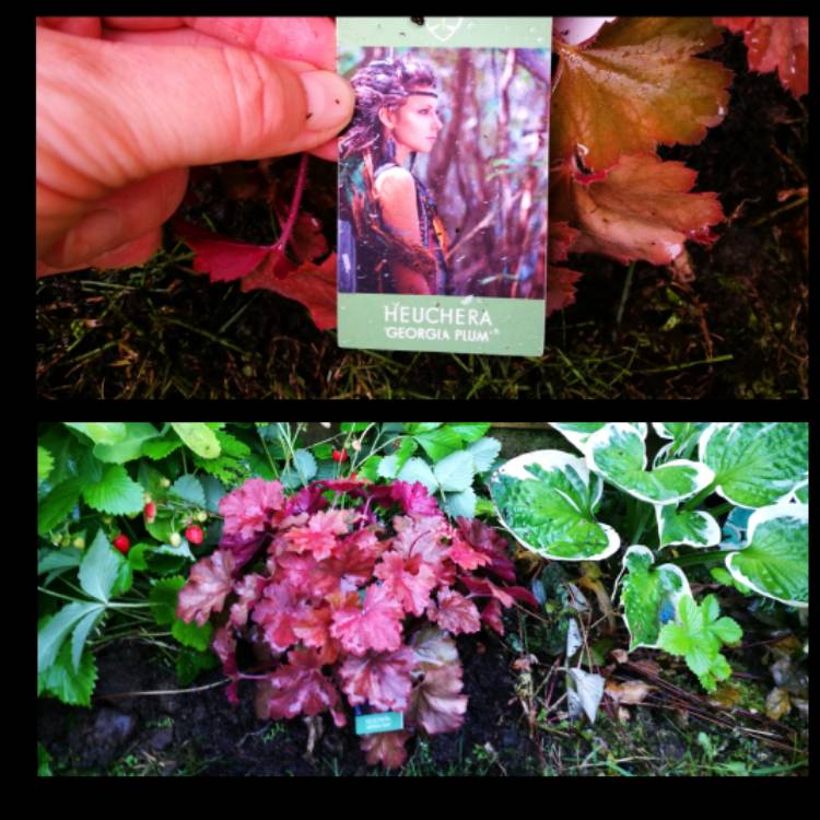 plant image 488704