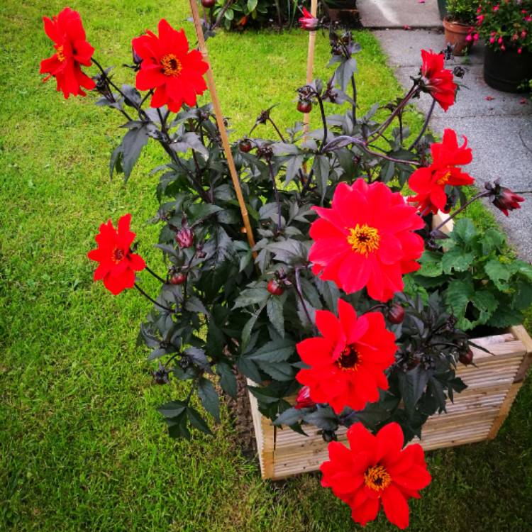 plant image 500452