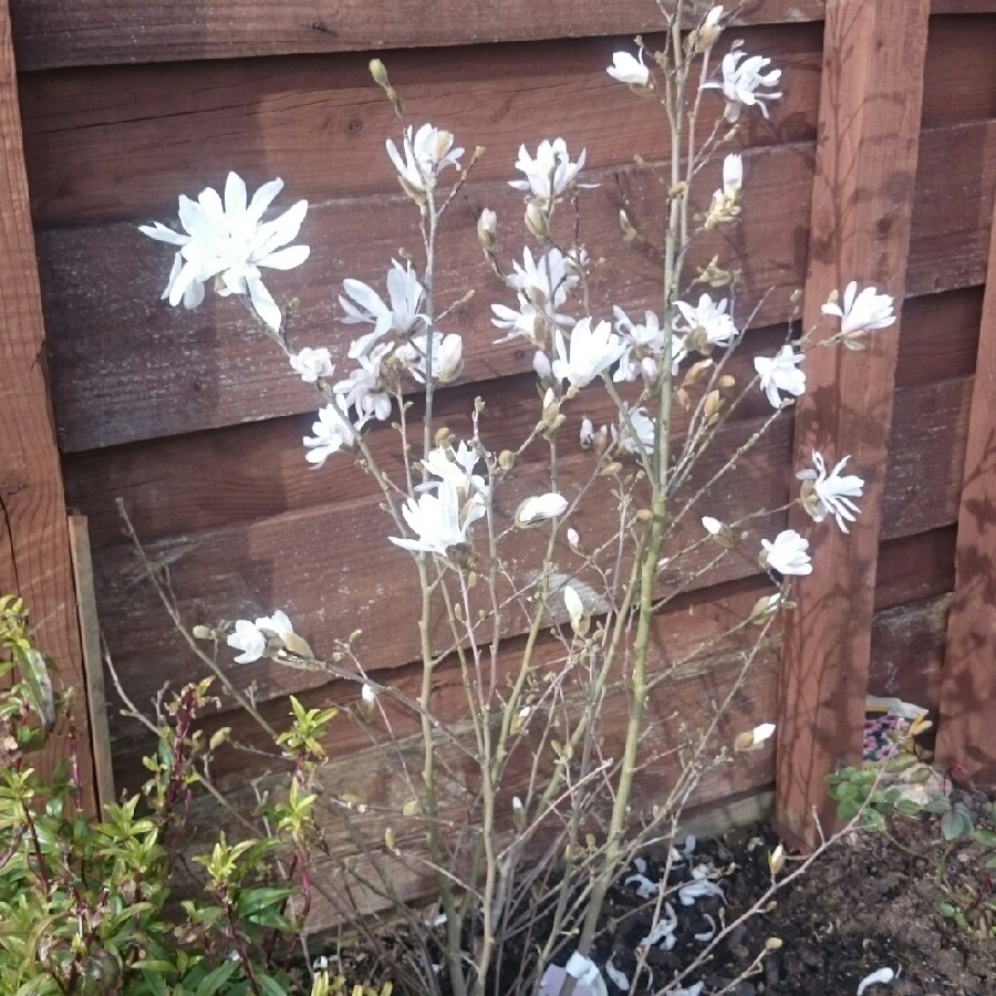 Magnolia stellata