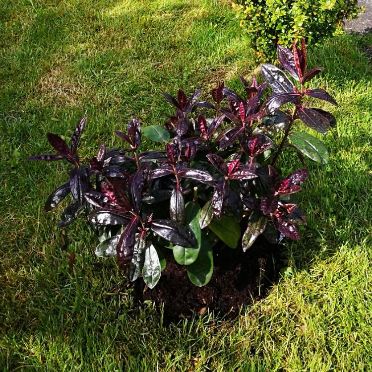 plant image 676175