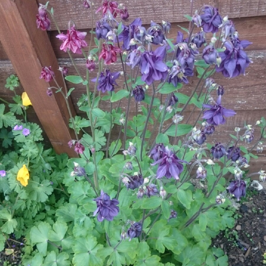 plant image 69605