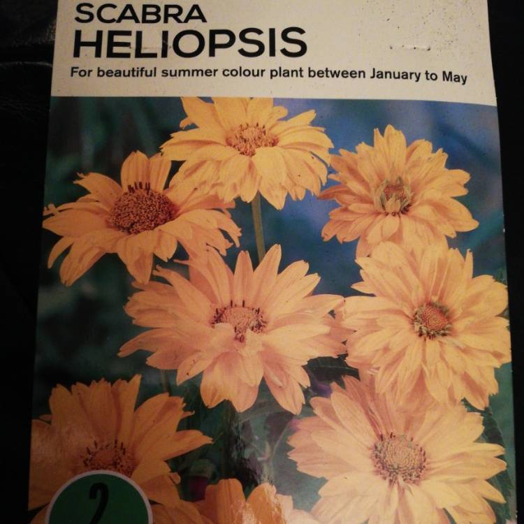 Plant image Heliopsis helianthoides 'Sweet Sunshine'