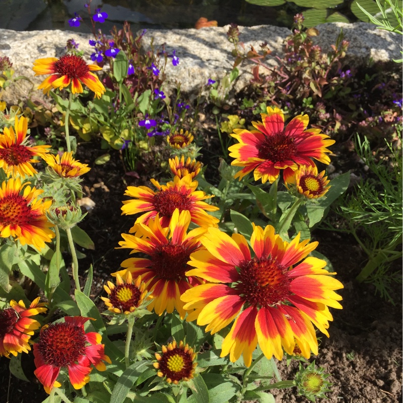 Plant image Gaillardia x grandiflora 'Arizona Sun' syn. Gaillardia 'Arizona Sun'