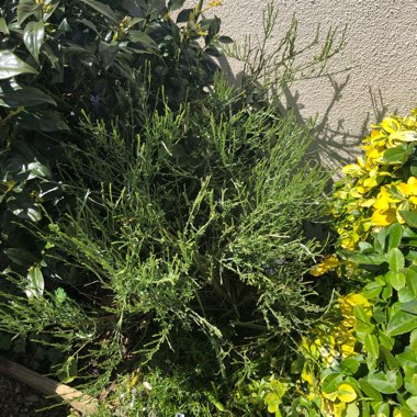Lyn's garden