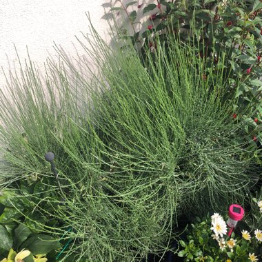 Lyn's garden