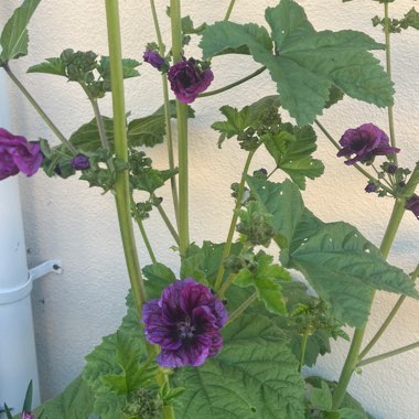 Lyn's garden