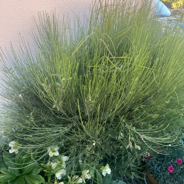 Lyn's garden
