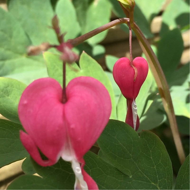 Bleeding Heart 'Gold Heart'