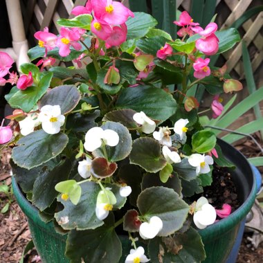 Patsy's garden