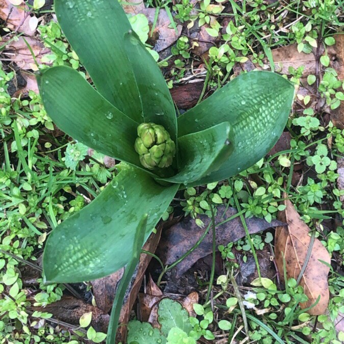 plant image 1231629