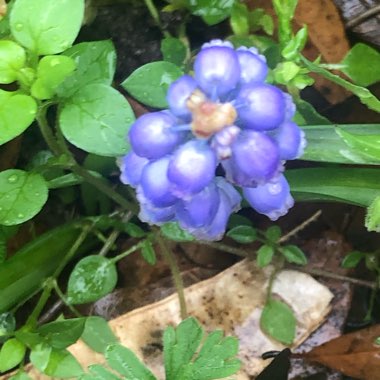 Grape Hyacinth