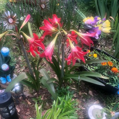 Hippeastrum (Amaryllis)
