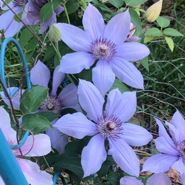 Clematis 'Bernadine'