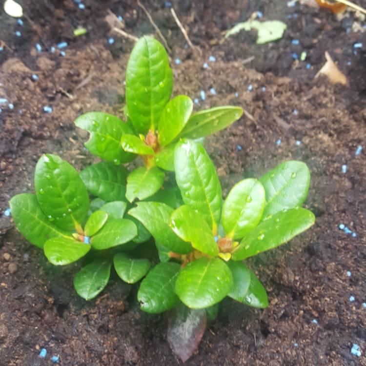 plant image 485078