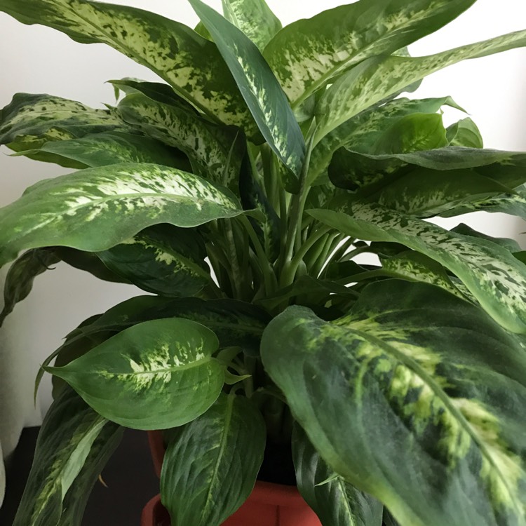 Plant image Dieffenbachia amoena 'Tropic Snow'