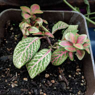 Fittonia argyroneura syn. Fittonia verschaffeltii