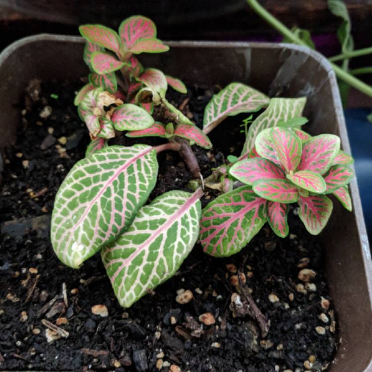 plant image 702093
