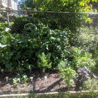 LaDonna's garden