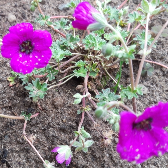 Plant image Geranium subcaulescens 'Giuseppii'