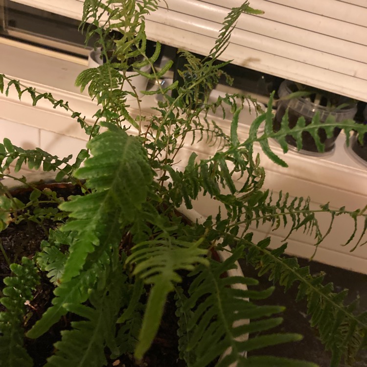 Plant image Nephrolepis Exaltata 'Green Fantasy'