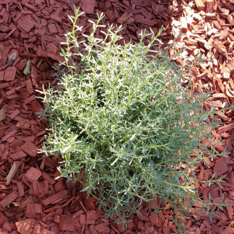 plant image 685479