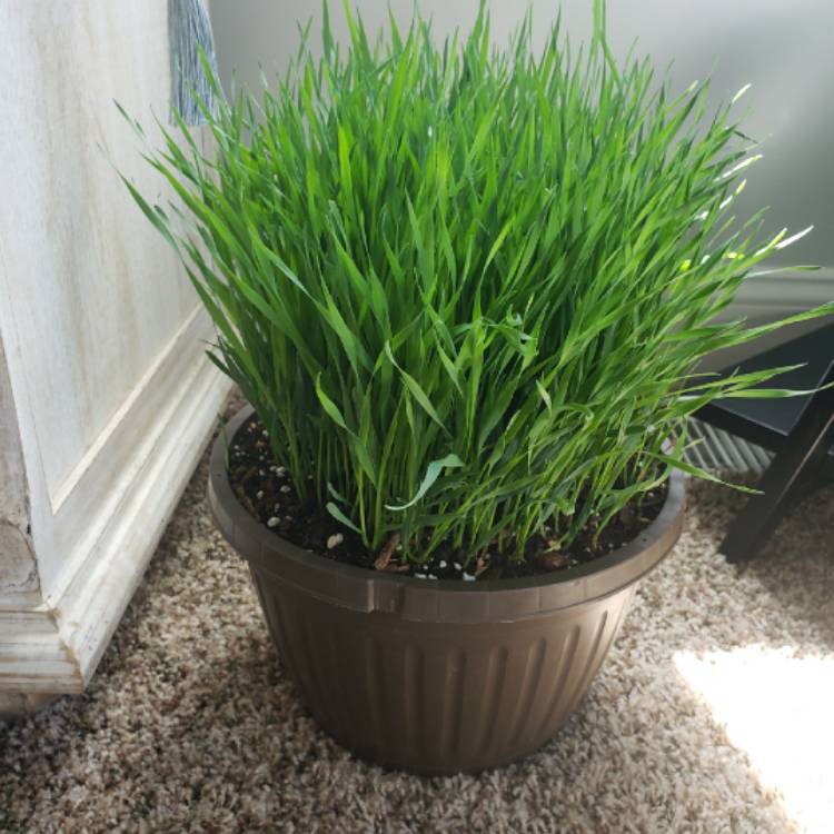 Plant image Avena Sativa
