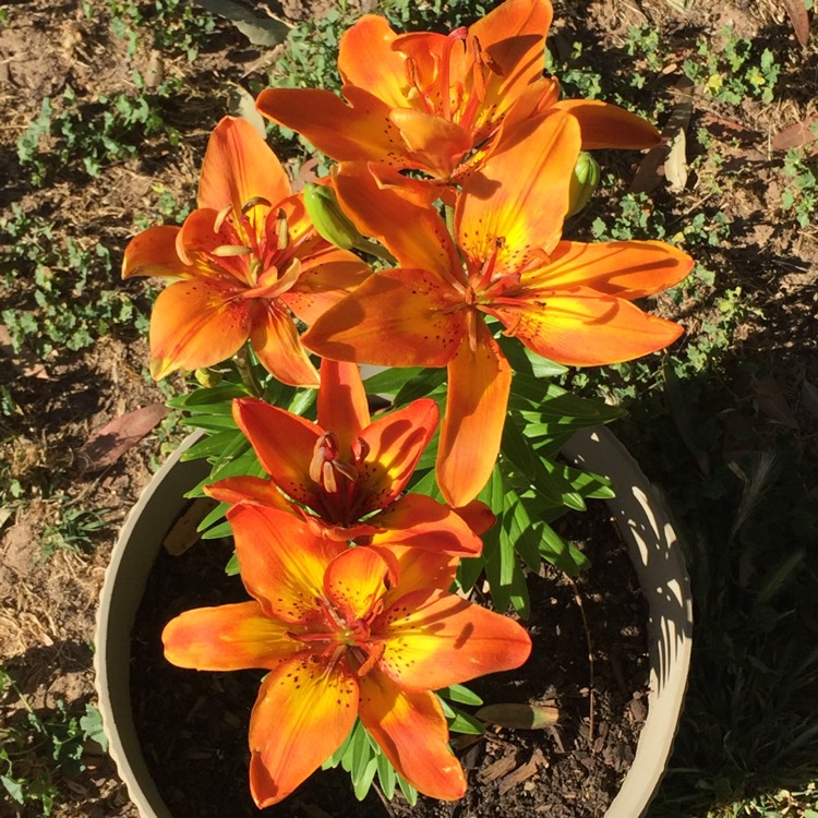 Lilium 'Bright Joy', Lily 'Bright Joy' (Asiatic) - uploaded by @macevd22