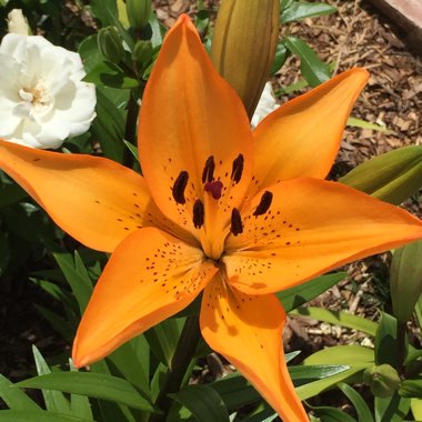 Lilium 'Honesty'