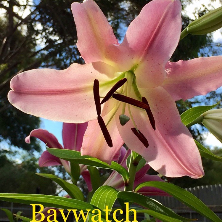Plant image Lilium 'Baywatch'