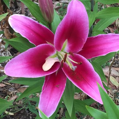 Lilium 'Dalian'