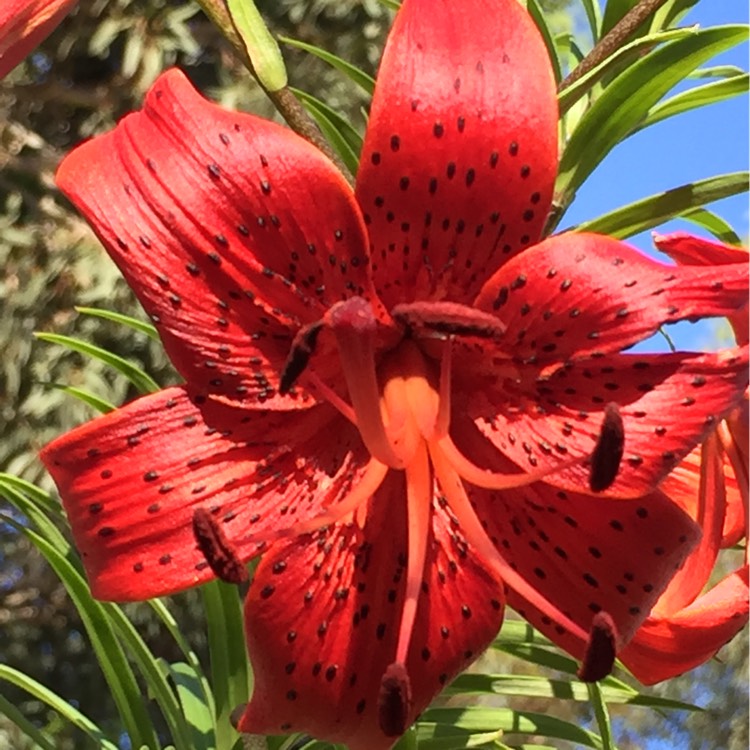 Plant image Lilium 'Red Velvet'