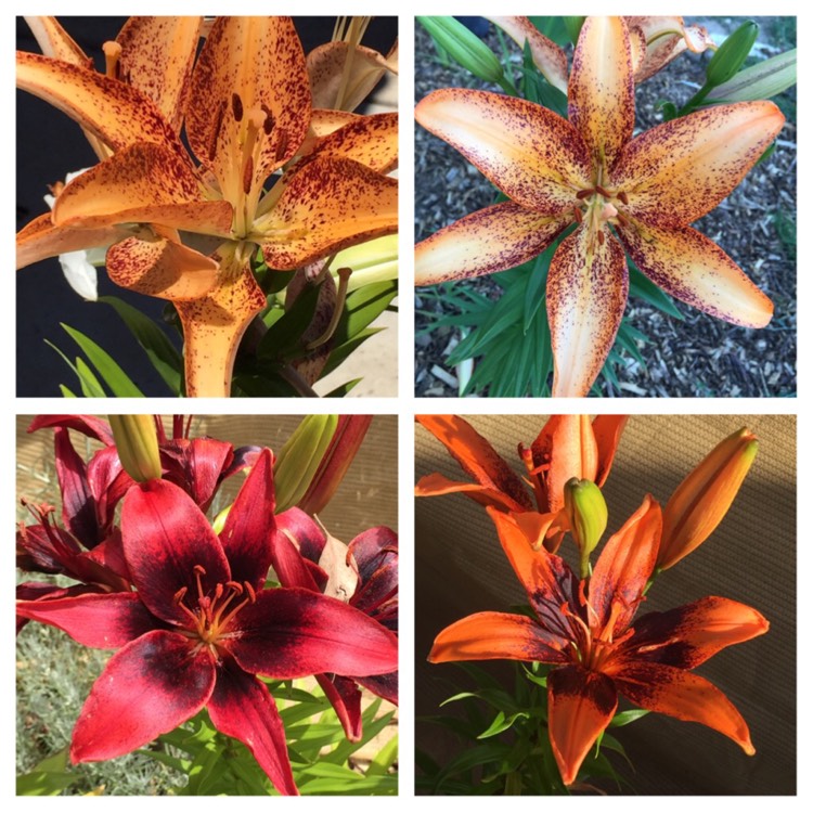 plant image 296907