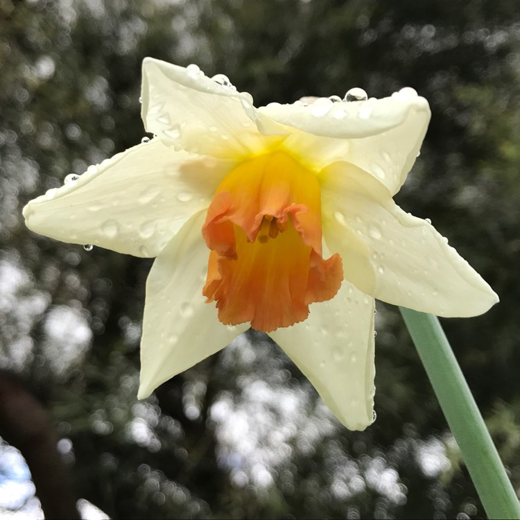 plant image 538007