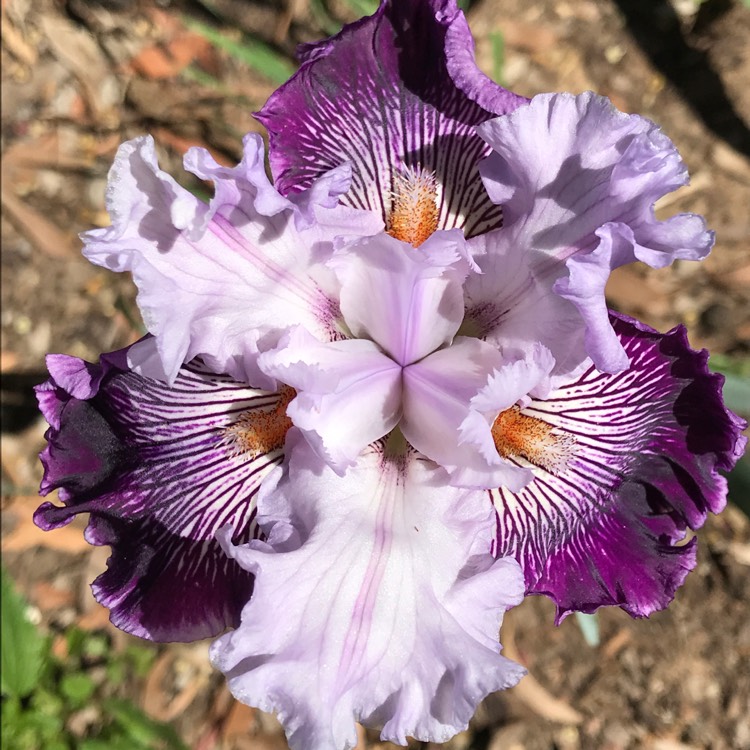 plant image 568451