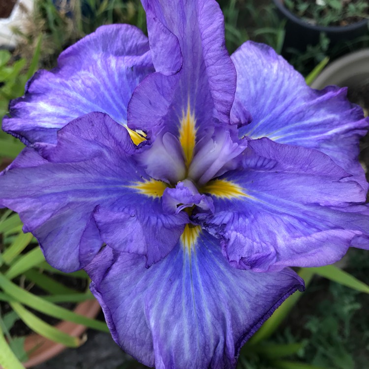 plant image 584035