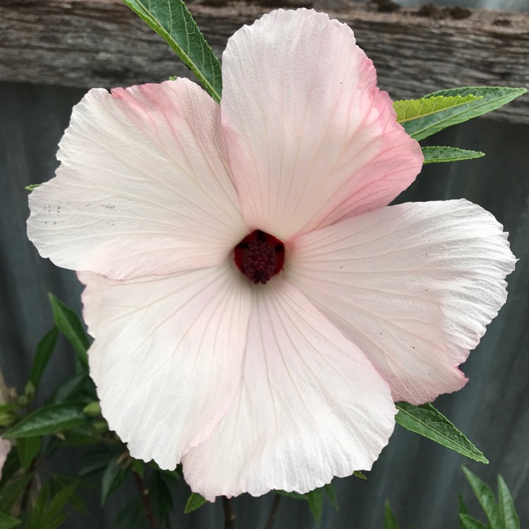 plant image 586079