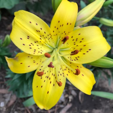 Lily 'Pearl Jennifer' (Asiatic)