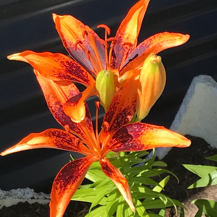 plant image 586083