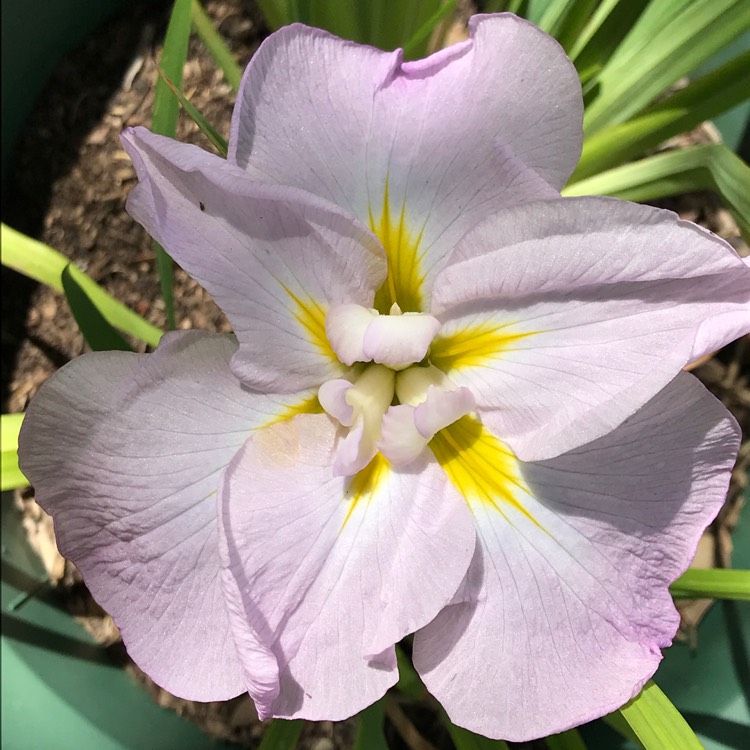 plant image 588983