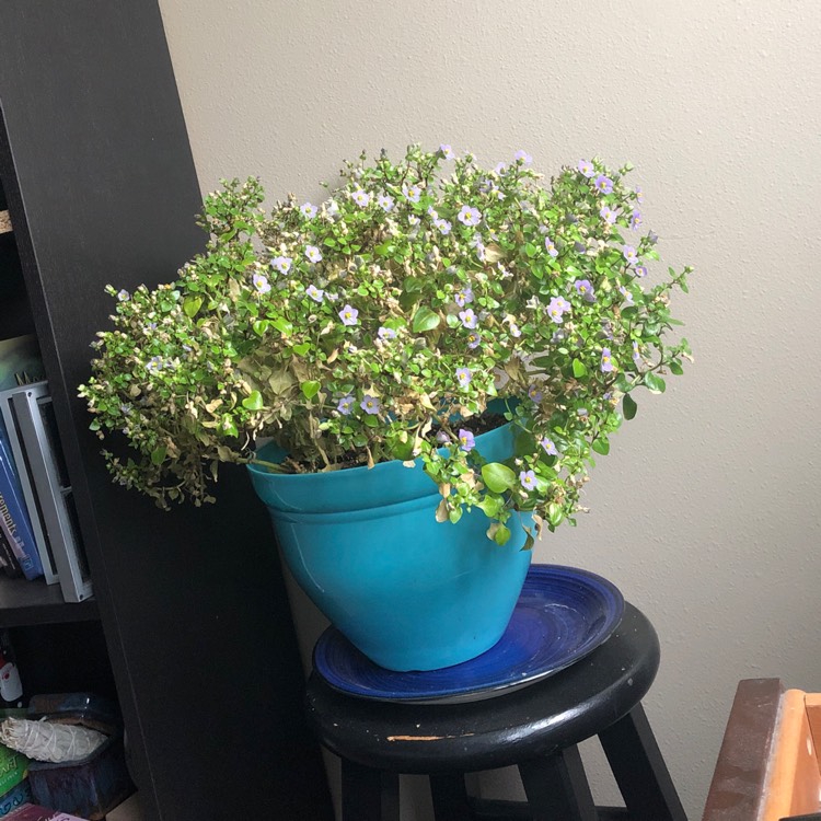 Plant image Exacum Affine