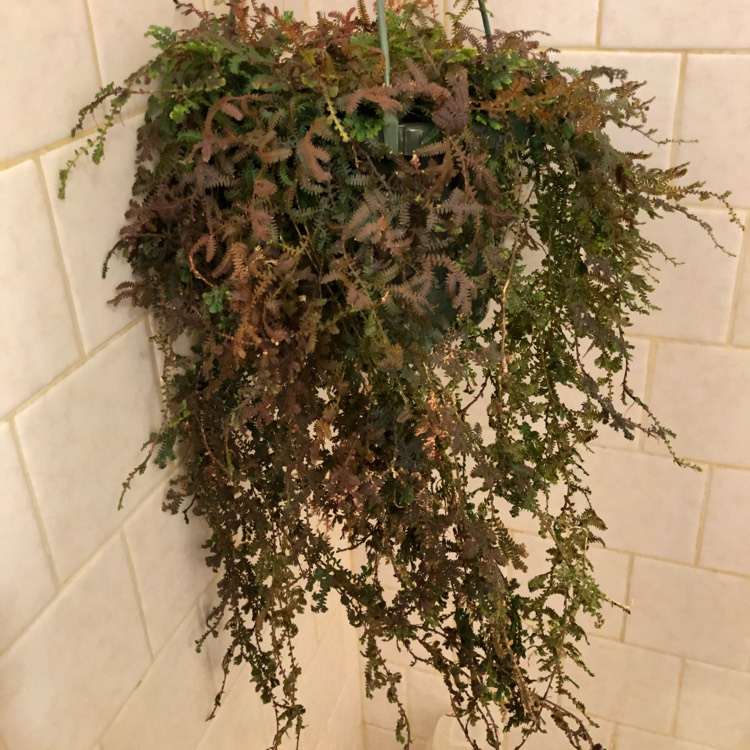 Plant image Selaginella martensii 'Rainbow'