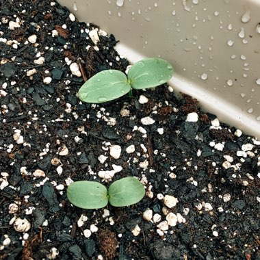 Cucumis sativus