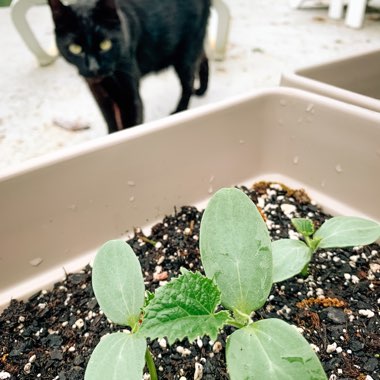 Cucumis sativus