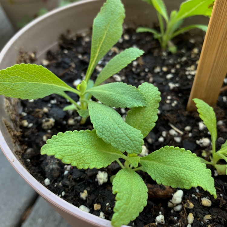 plant image 1288290