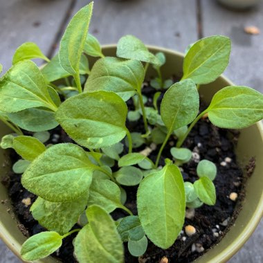 Echinacea purpurea