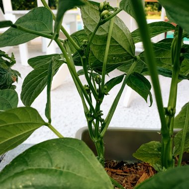 Phaseolus Vulgaris