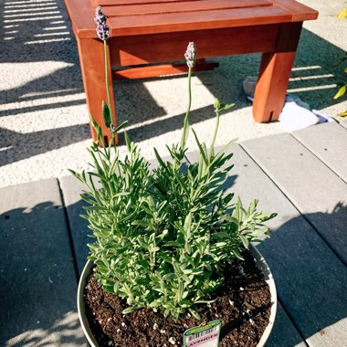Lavandula
