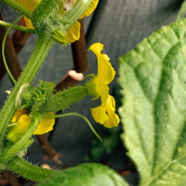 Cucumber