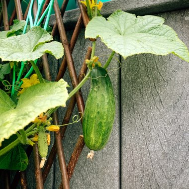 Cucumber